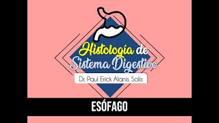 Histología de Sistema Digestivo 5  Esófago [upl. by Acirre]