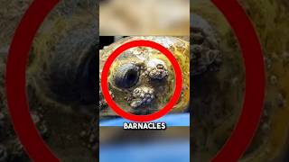 This massive SEA turtle was infested with barnacles 😱 shorts barnacles seaturtles [upl. by Marshal]