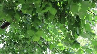 Eastern redbud Cercis canadensis  Plant Identification [upl. by Ahsoek]