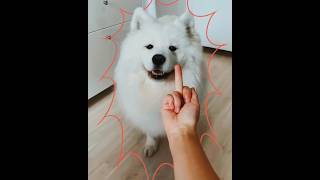 Thats how others dog behave  😂😂😂  cutedog dog viral trending shorts new [upl. by Wallford]