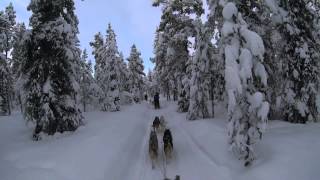 Kiruna Sweden Dog Sledding 6 Day Tour  Jukkasjärvi Wilderness Tours [upl. by Jard]