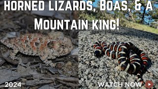 Horned Lizards Rosy Boas and a Mountain Kingsnake Amazing field herping in California [upl. by Bekaj]