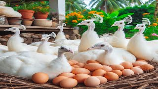 Full Video 700 Days Raise Peacocks To Preserve Rare Birds On Poultry Farm [upl. by Garv911]