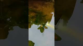 Guppy fish breeding fish tamil [upl. by Billye814]