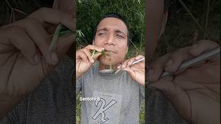 Natural Remedies for Cold and Cough  camping bushcraft survival outdoors forest skills sento [upl. by Wons]