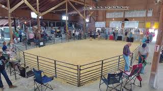 2023 Swine Gilt Show [upl. by Kuska]