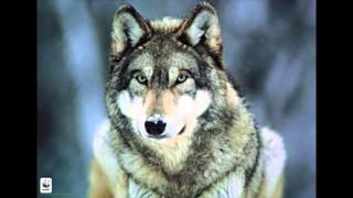 Hurlement d’un LOUP Le cri du LOUP WOLF howling Ululato del lupo Wolf howl [upl. by Esialb]