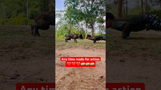 Belgian Malinois training dog youtubeshorts automobile dogtraining trending shortvideo [upl. by Vevine]