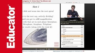 Onion Root Tip Mitosis Lab [upl. by Peskoff]