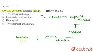 Zoospore of Albugo possesses flagella [upl. by Enelak]