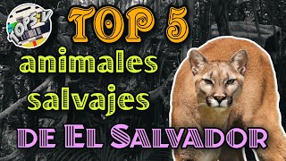 TOP 5 ANIMALES SALVAJES DE EL SALVADOR PARTE 1 [upl. by Zahc]