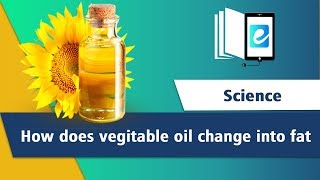 How does vegetable oil change into fat Hydrogenation of Vegetable Oil [upl. by Eilahs948]