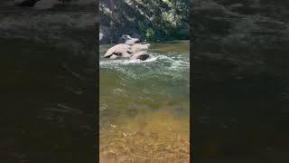 South Platte River Deckers Colorado 600CFS nature [upl. by Maxia]