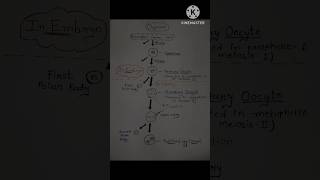 Notes of Oogenesishumanreproduction biologyneet class12biology youtubeshorts [upl. by Butler]