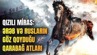 Qarabağ atları niyə dünyanın ən qiymətli at cinsidir  ARAŞDIRMA [upl. by Rubi]