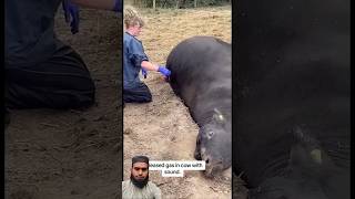 save the cow pierce the stomach to release gascows veterinary animals milking [upl. by Faux902]