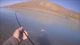 Twizel Canal Softbaiting [upl. by Helprin]