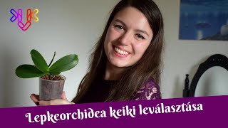 Lepkeorchidea keiki leválasztása és átültetése  Orchidea keiki leválasztása lépésrőllépésre [upl. by Haelak529]