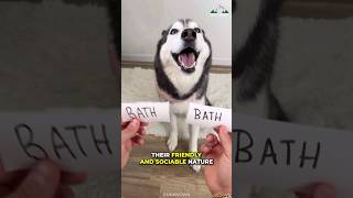 Siberian Husky  The Most Dramatic Dogs Breed [upl. by Atirec]