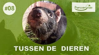 Tussen de dieren 08 Tasmaanse duivel [upl. by Eila49]