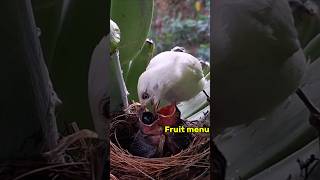 4 moments when an albino mother feeds her child fruit [upl. by Angelita679]