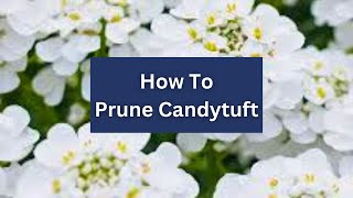 How To Prune Candytuft 🌼 Iberis sempervirens [upl. by Refinne]