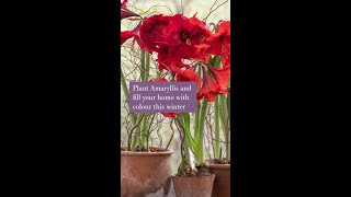 Plant amaryllis and fill your home with colour this winter [upl. by Yennej]