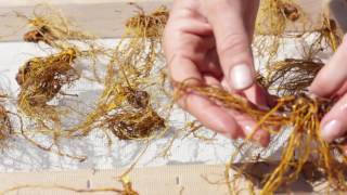 Washing and Drying Goldenseal [upl. by Eloisa]