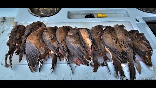 OPENING 2024 DOVE HUNT  CATCH amp COOK [upl. by Ydoj]