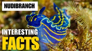 Exploring the Fascinating World of Nudibranch  Interesting Facts  The Beast World [upl. by Butterworth]