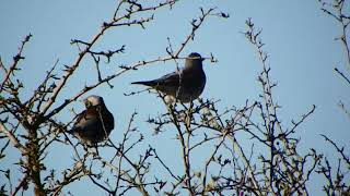 fieldfare [upl. by Sicard]