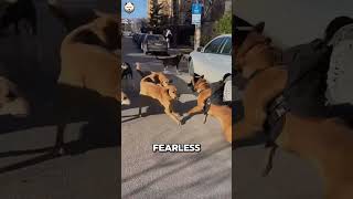 Belgian Malinois vs 6 dogs  Best Guard Dog 😎 [upl. by Nej]