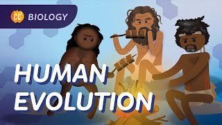 Human Evolution We Didnt Evolve From Chimps Crash Course Biology 19 [upl. by Aciraj191]