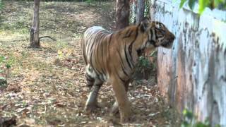 Tiger Temple Thailand  Titan and Ice early morning [upl. by Ahsilav]