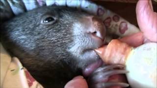 Baby Wombats Day [upl. by Shiri]