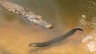 PEIXE ELÉTRICO MATA JACARÉ AO SER ATACADO COM UM CHOQUE MORTAL [upl. by Nosnej]