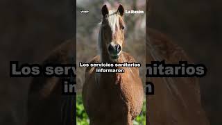 ¡Hay que estar alerta Argentina emergencia sanitaria por brote de encefalomielitis equina [upl. by Erreipnaej71]