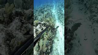 Spearfishing fishing spearow spearo spearfish woodenspeargun ocean freediving fish speargun [upl. by Tristan]