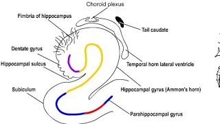 Structure of Hippocampus [upl. by Enna]