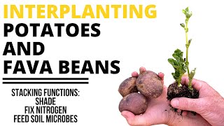 Interplanting Potatoes and Fava Beans for  Two Plants Multiple Benefits [upl. by Adlanor]