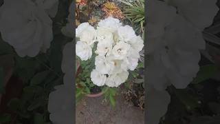 Blooming beauty on the terrace gardenia flowers organicgardening gardenlovers bloominggardens [upl. by Weylin]