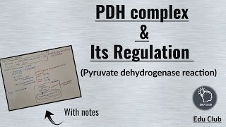 PDH  Pyruvate dehydrogenase complex  Regulation  Carbohydrate metabolism  Biochemistry [upl. by Aiyt]