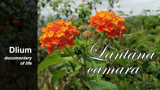 Lantana Lantana camara  part 2 [upl. by Fransen836]