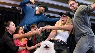 Whose Dog Is It  Lele Pons [upl. by Tnahs]