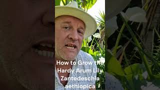 How to Grow the Hardy Arum Lily  Zantedeschia aethiopica [upl. by Danica]