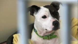 Scottish SPCA rehomed staffie [upl. by Gilbye]