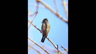 Picapauzinho escamado vocalizando birds shortsvideo [upl. by Asimaj745]