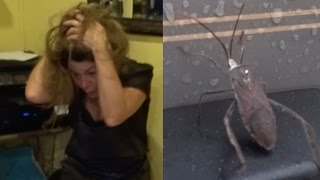 REAL BUG PRANK [upl. by Libys]