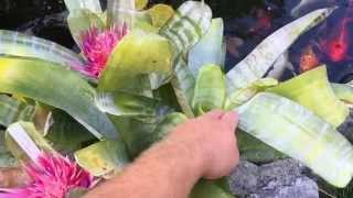 REBLOOMING BROMELIADS AECHMEA FASCIATA BROMELIAD UPDATE [upl. by Akcinat]