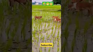 Dog 🐕 reaction 😂😂dog dogs dogshorts doglife doglovers dogvideos dogecoin dogtraining [upl. by Gnivri]